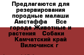Предлагаются для резервирования породные малаши Амстаффа  - Все города Животные и растения » Собаки   . Камчатский край,Вилючинск г.